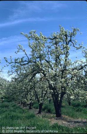 Full bloom shots of pear orchard.